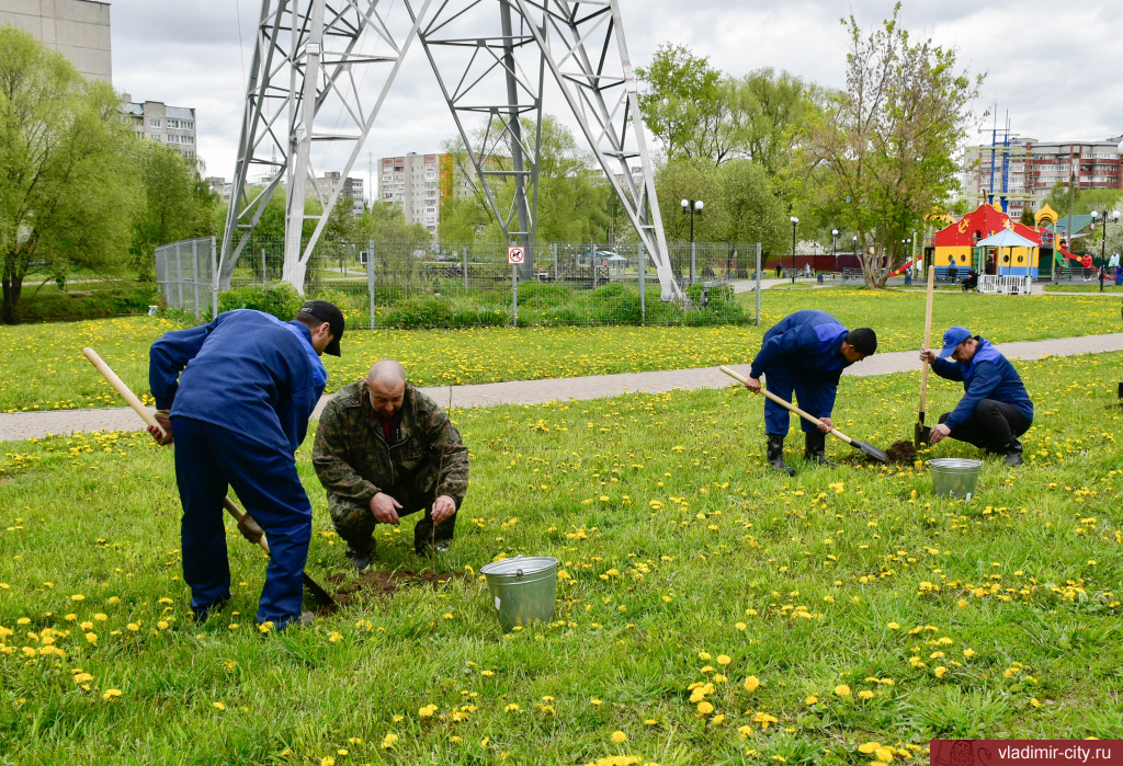 Весной во Владимире высадили более 300 новых деревьев