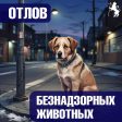 Внимание, отлов животных без владельцев! Внимание, отлов животных без владельцев!