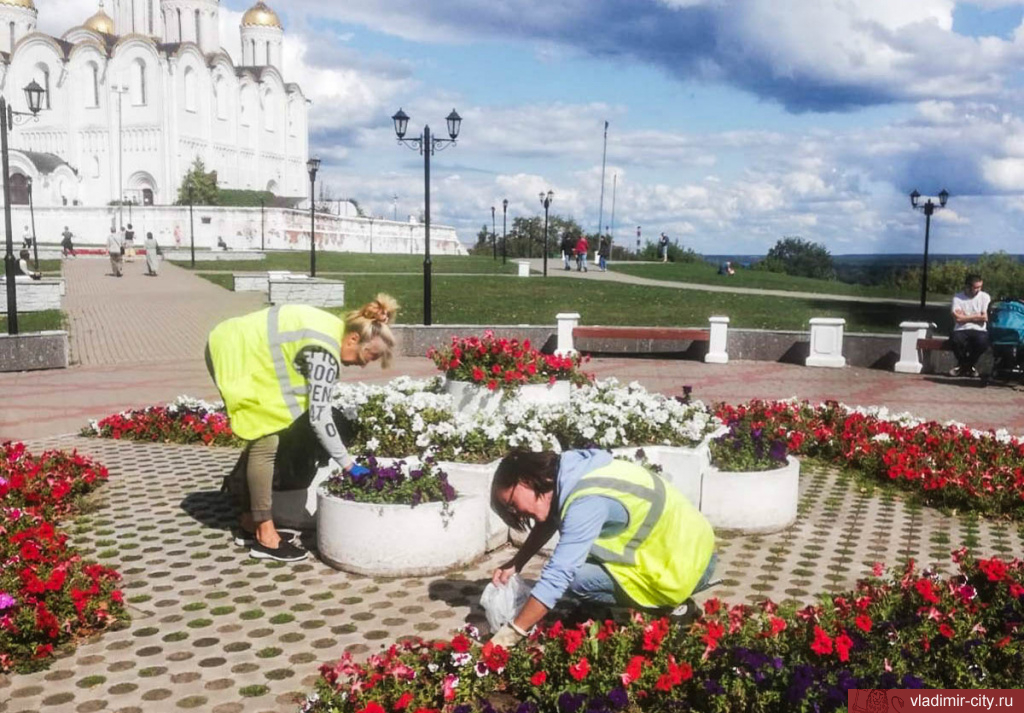 Во Владимире ежедневно идут работы по содержанию зеленых насаждений