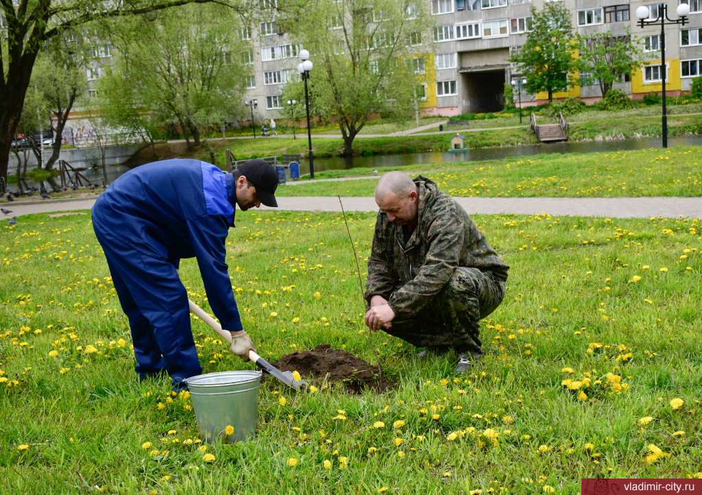 Весной во Владимире высадили более 300 новых деревьев