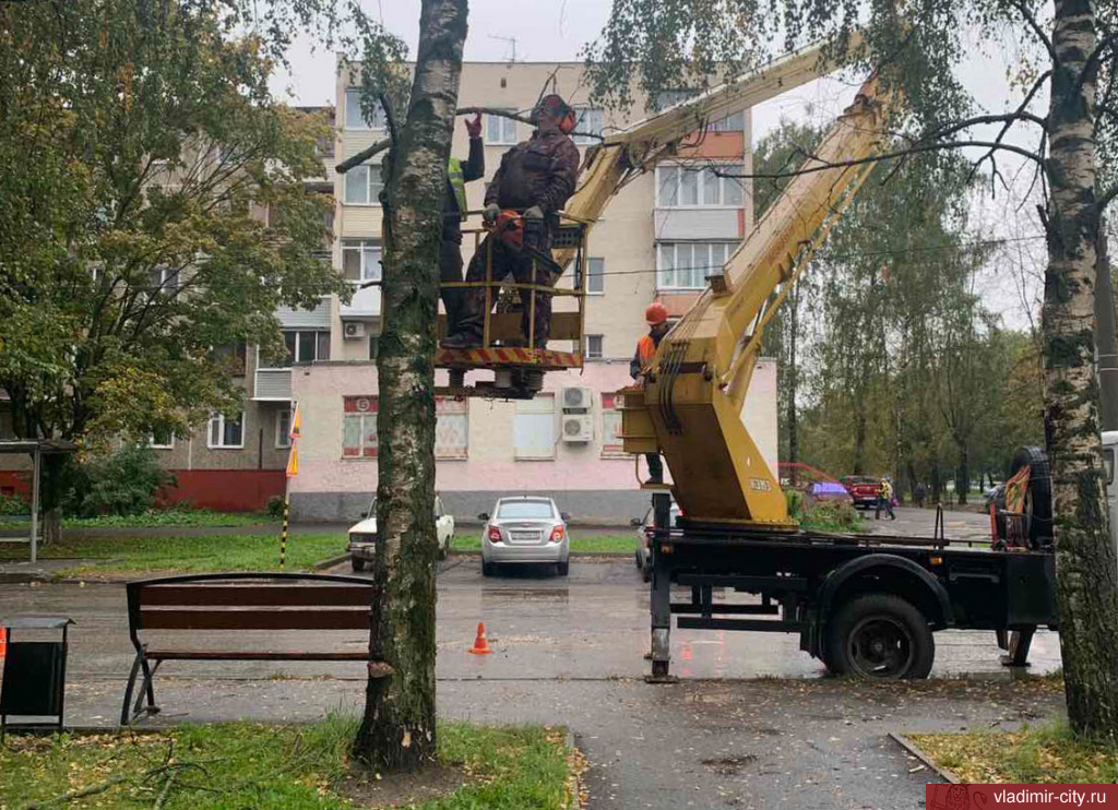 Во Владимире ежедневно удаляют аварийные и сухие деревья