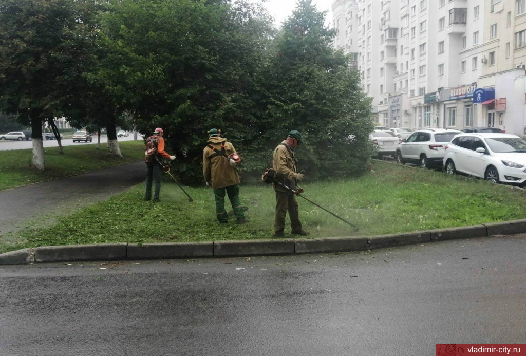 Во Владимире ежедневно идут работы по содержанию зеленых насаждений